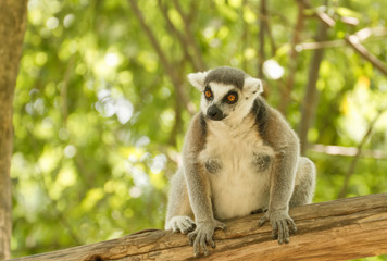 ring-tailed lemur (lemur catta)