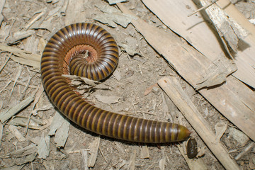 Giant millipede