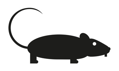 Ratte
