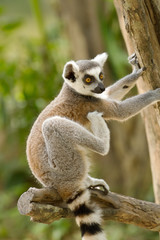 ring-tailed lemur (lemur catta)