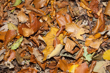 impression of leaves and autumn colors