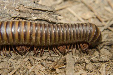 Giant millipede