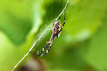 Argiope bruennichi spider on the web with stabilimentum