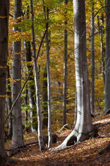 silver-beech tree trunks against the dry leaves