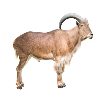 Barbary sheep isolated