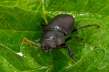 Closeup of common stag beetle female