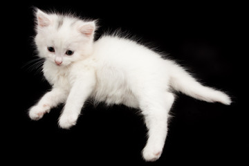 beautiful little white kitten