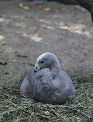 bird