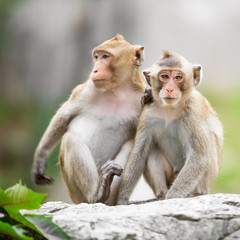 Couple monkey