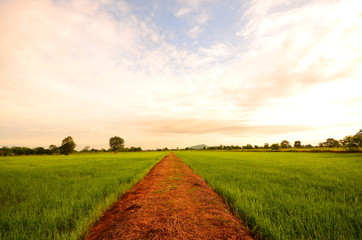 Obraz premium Rice Paddy Fields at Countryside