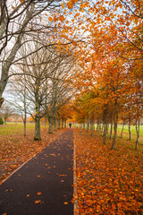 autumn park footpath