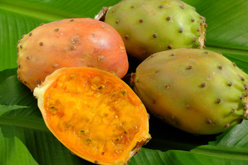 Figue de Barbarie ,opuntia ficus-indica