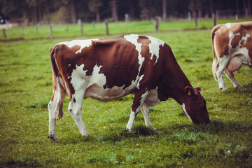 Naklejka na ściany i meble Cows on meadow with green grass. Grazing calves