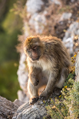 Barbary macaque in Gibraltar, UK.