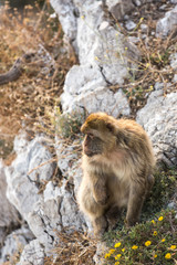 Barbary macaque in Gibraltar, UK.