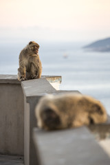 Barbary macaque in Gibraltar, UK.