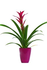 Un pot de guzmania sur fond blanc