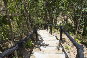 Obraz premium stairway in the forest