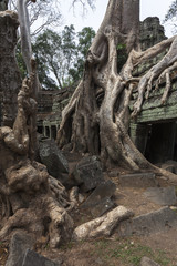 Wurzeln des Banyan Baum im Tempel Ta Prohm in Angkor