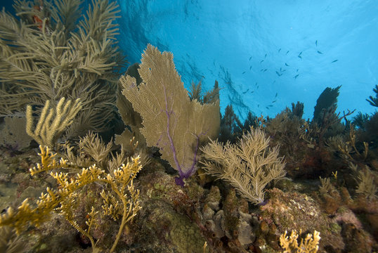 Fototapeta Florida Keys Underwater Reef