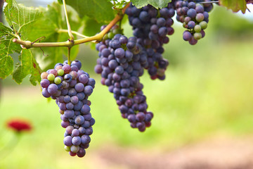 Branch of red wine grapes