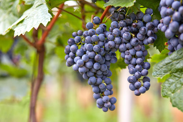 Branch of red wine grapes