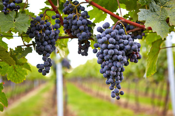 Branch of red wine grapes