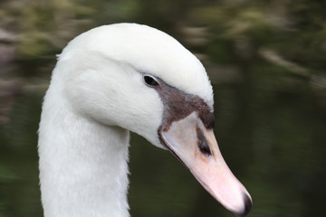 White goose head close up