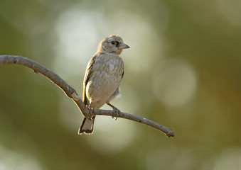 goldfinch