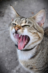 Fototapeta premium funny cat yawning mouth full
