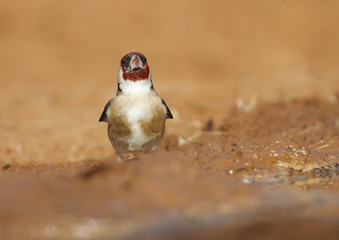 goldfinch