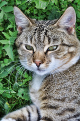 Beautiful tabby cat lying on green grass. Adult gray tabby cat