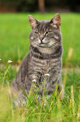 Adult gray cat on a background of green grass.