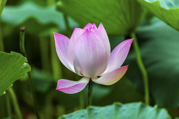 Pink Lotus Pond Sun Temple Beijing China