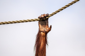 Fototapeta premium Just Hangin' Around