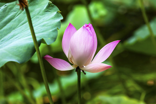 Pink Lotus Pond Temple Sun Beijing China
