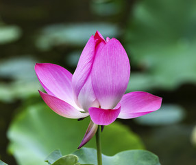 Pink Lotus Pond Temple Sun Beijing China