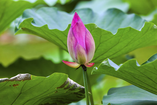 Pink Lotus Bud Pond Temple Sun Beijing China
