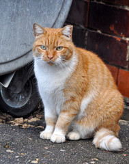 Fat cat sitting near a dumpster.