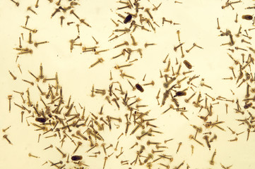 Mosquito larvae