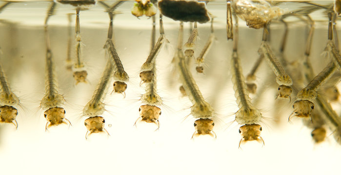 Mosquito larvae