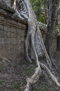 Baumwurzeln im Tempel Preah Khan in Angkor