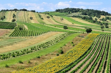 Fototapeta na wymiar Felder und Weingärten im Sommer