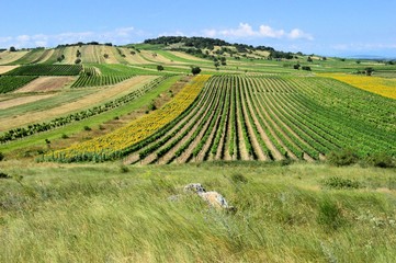 Felder und Weingärten im Sommer