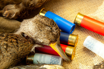 Hunting ammunition and duck