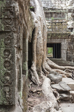Baumwurzeln im Tempel Ta Prohm von Angkor