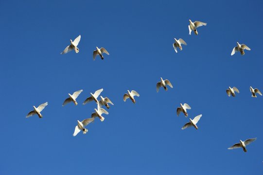Brieftauben im Flug II