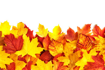 autumn leaves