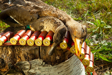 Hunting ammunition and duck