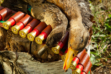 Hunting ammunition and duck